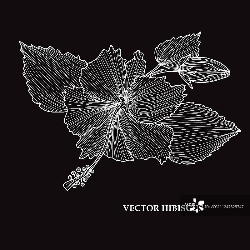 手绘花卉装饰图片素材