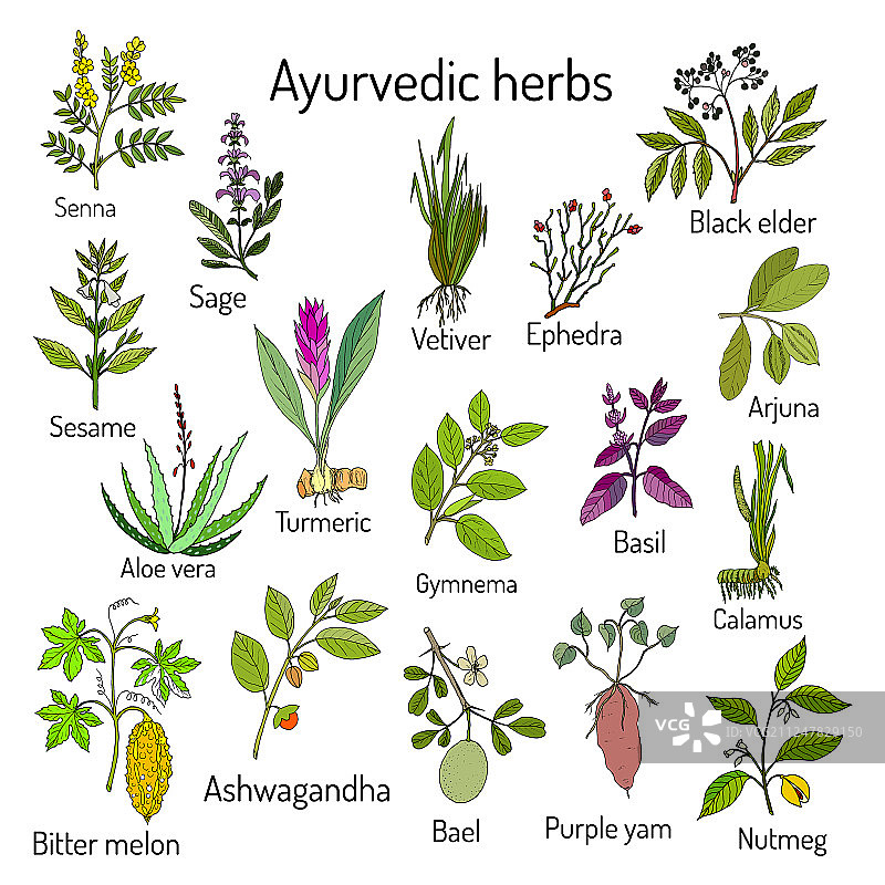 阿育吠陀草药天然植物组合图片素材