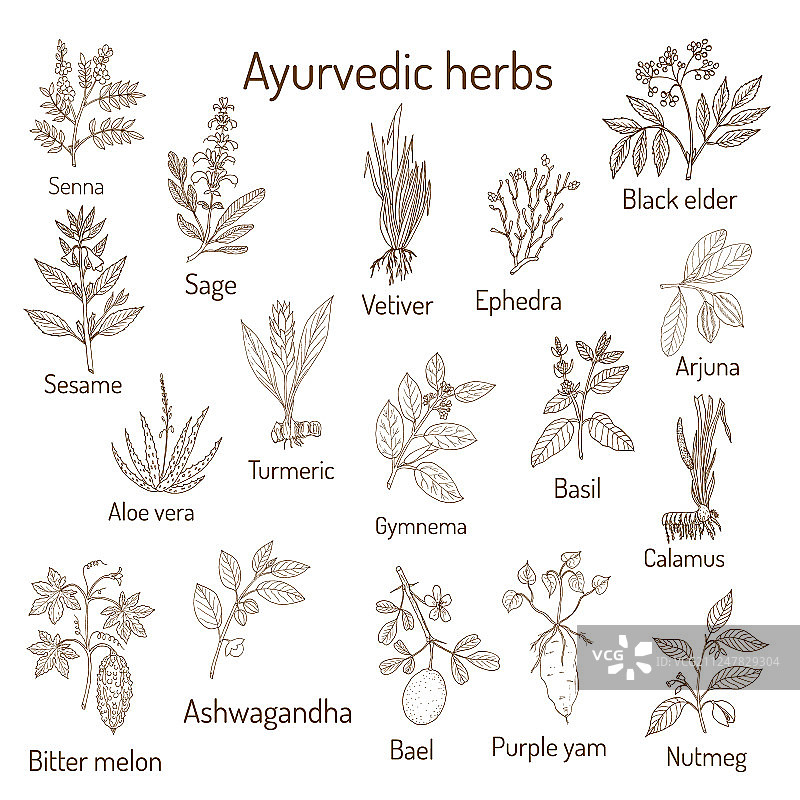 阿育吠陀草药天然植物组合图片素材