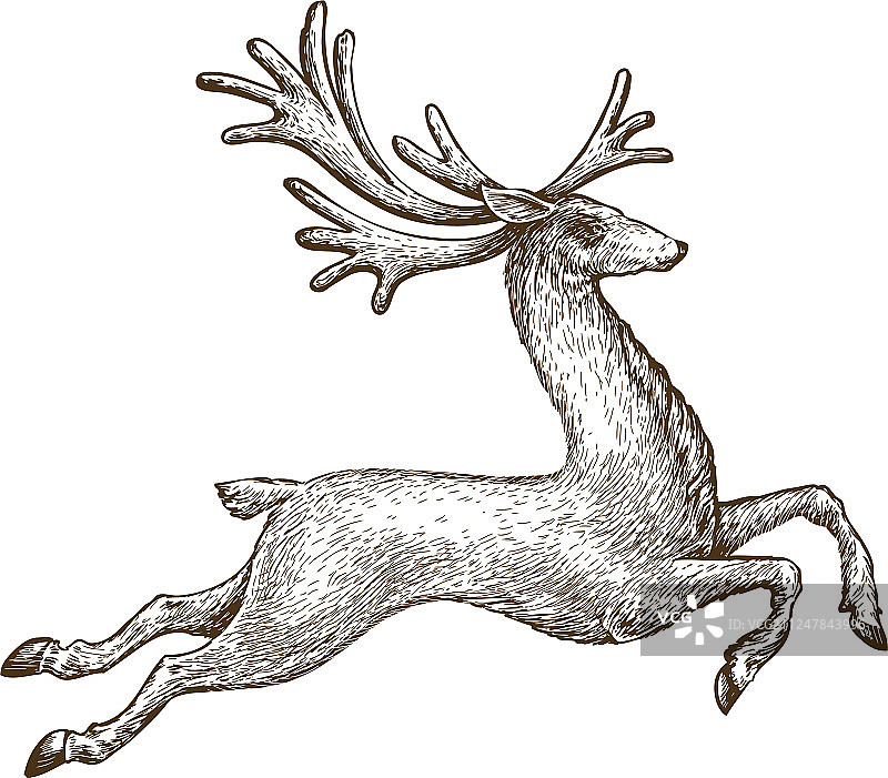 奔跑的鹿复古素描图片素材