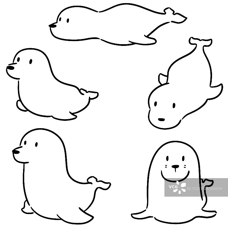 海狮合集图片素材