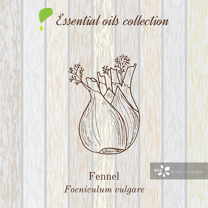 茴香木制纯精油系列图片素材