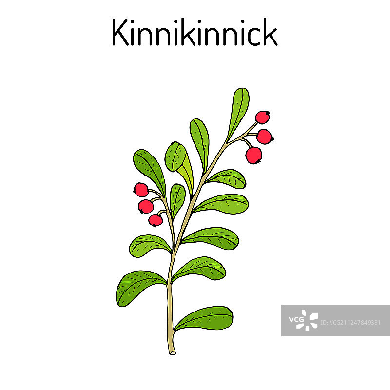 乌瓦乌兹熊果图片素材