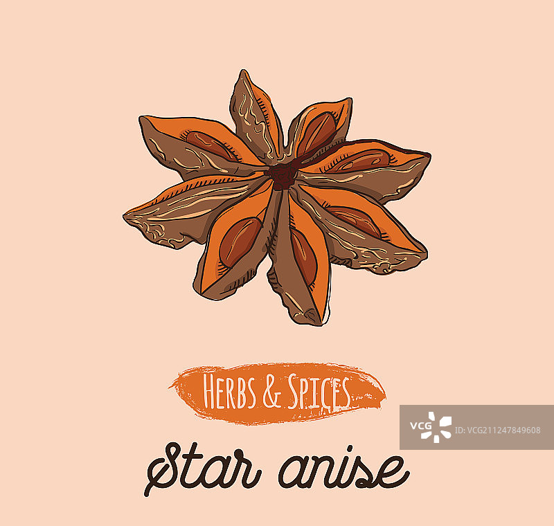 手绘彩色香草和香料八角图片素材