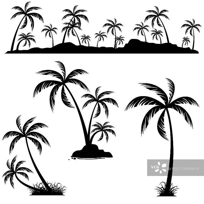 棕榈树椰子树素材集图片素材