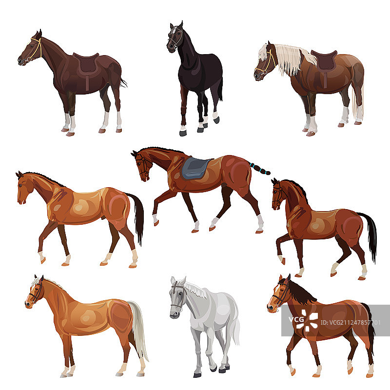 各种姿势的马图片素材
