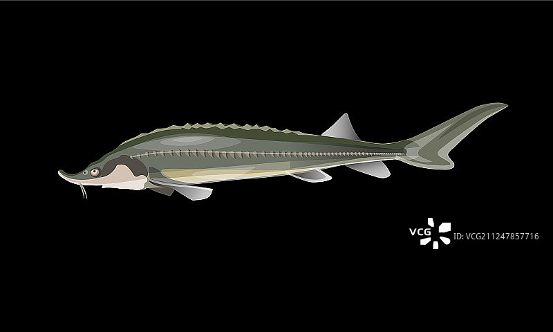 新鲜鲟鱼图片素材