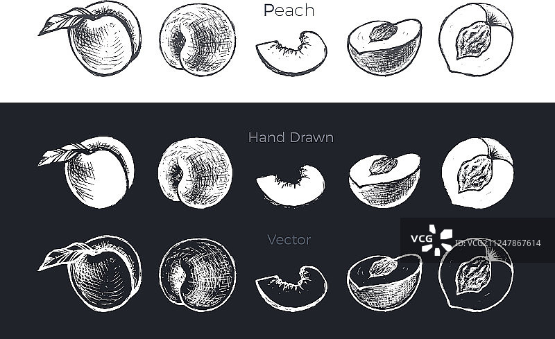 手绘杏子和桃子素描图片素材