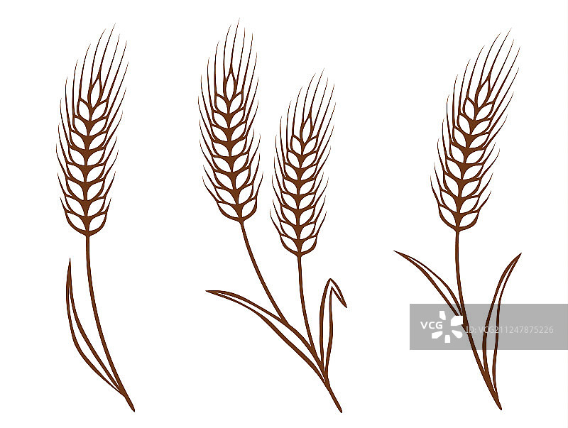 麦穗合集图片素材