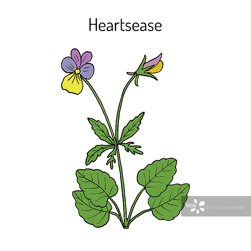 三色堇观赏花卉图片素材