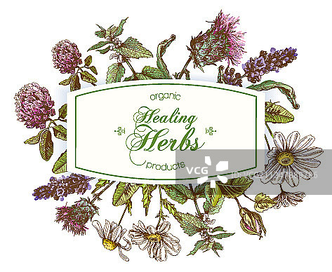 草本相框图片素材