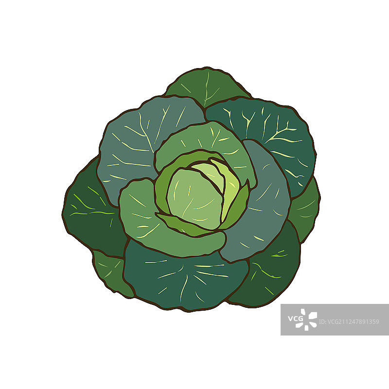 手绘纯素卷心菜食物图片素材