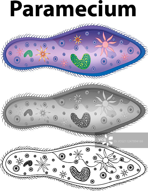三种设计的草履虫图图片素材