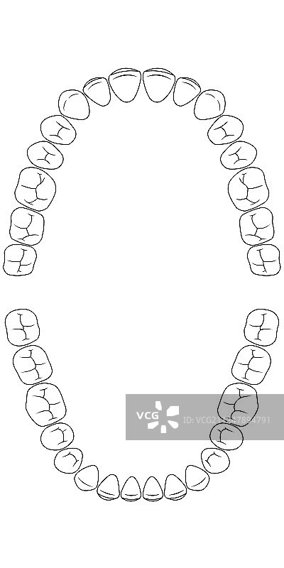 牙齿图表图片素材