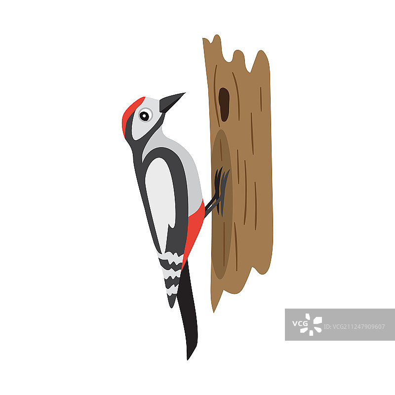 色彩斑斓的森林鸟类啄木鸟栖息在树上图片素材