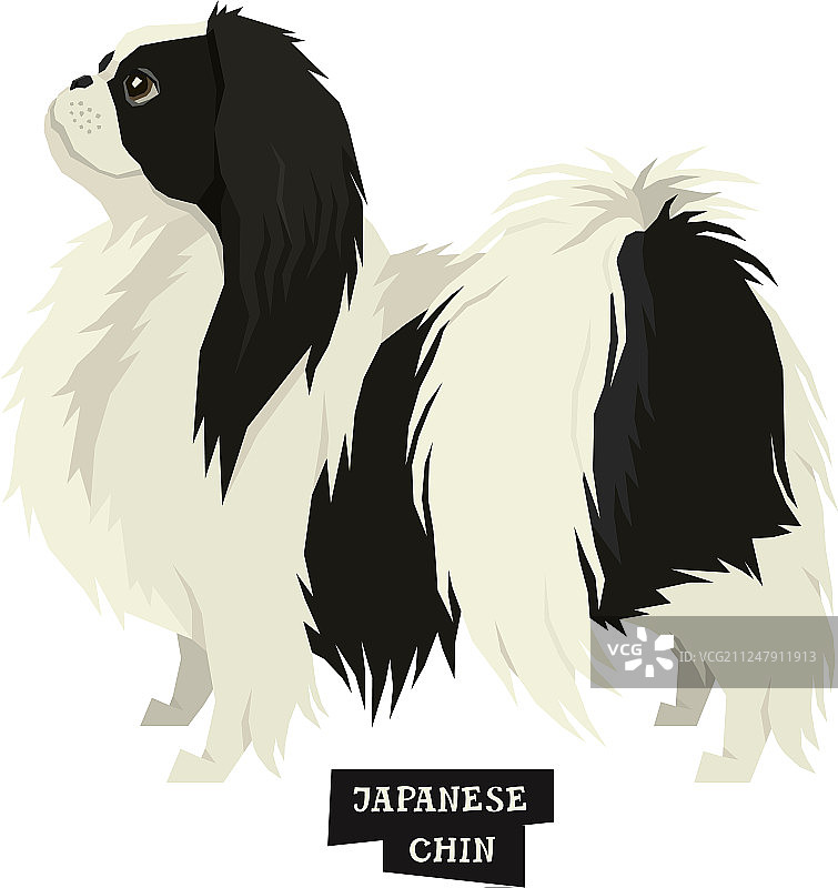 日本狆犬独立对象合集图片素材