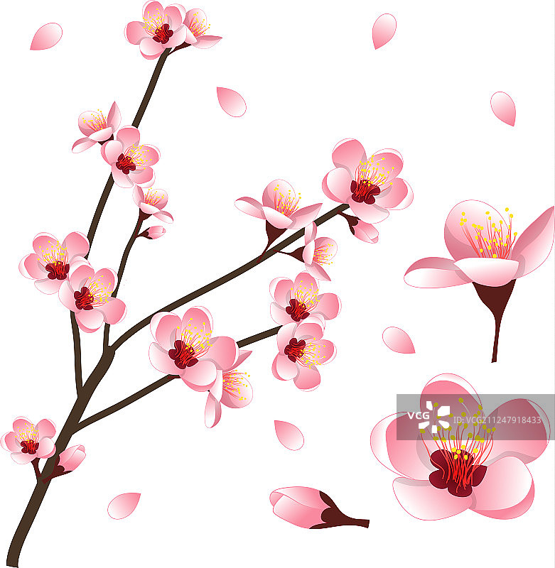 桃树花朵图片素材