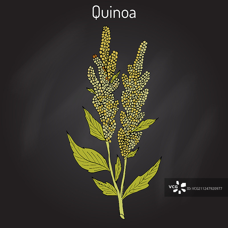 藜麦：超级健康食品图片素材