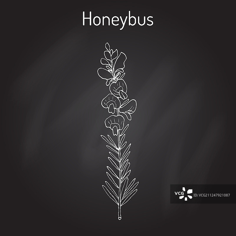 蜜灌木或蜂蜜博士茶图片素材