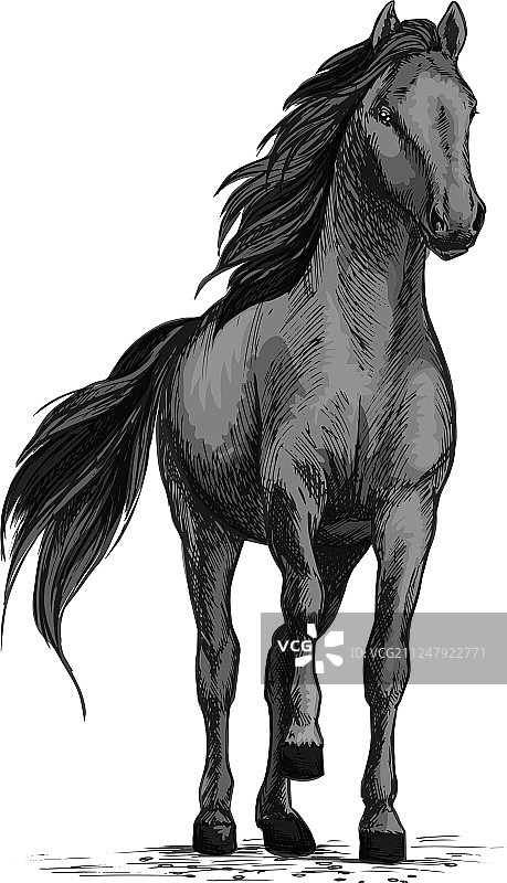 马野马踩踏蹄素描图片素材