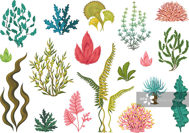 水下海藻海洋植物和珊瑚图片素材