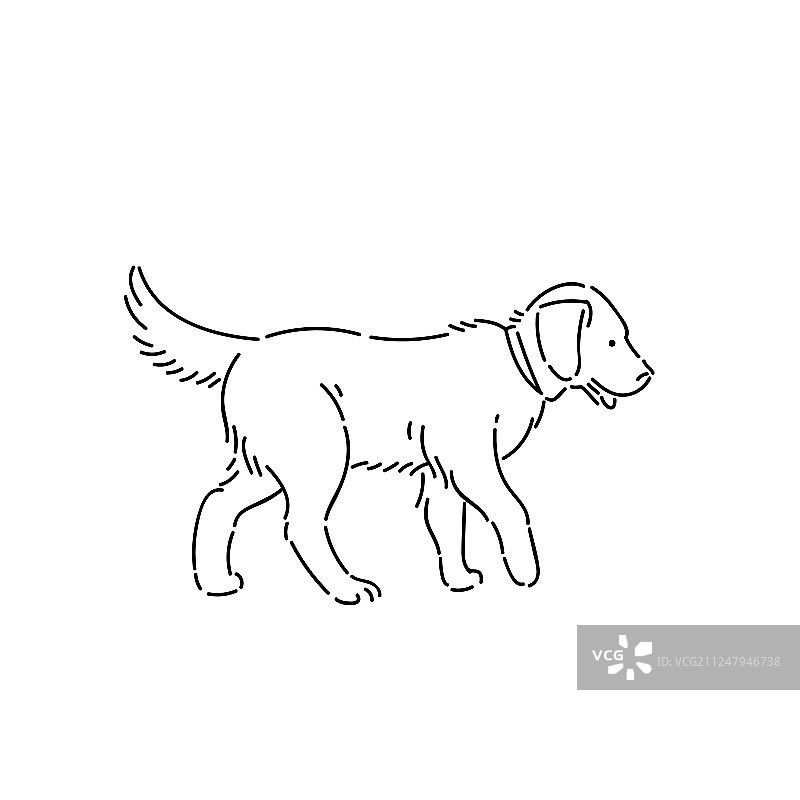 大型纯种拉布拉多犬线条艺术图片素材