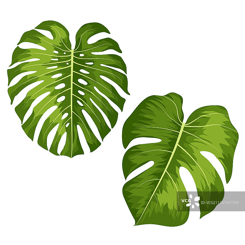 绿色大叶子热带龟背竹图片素材