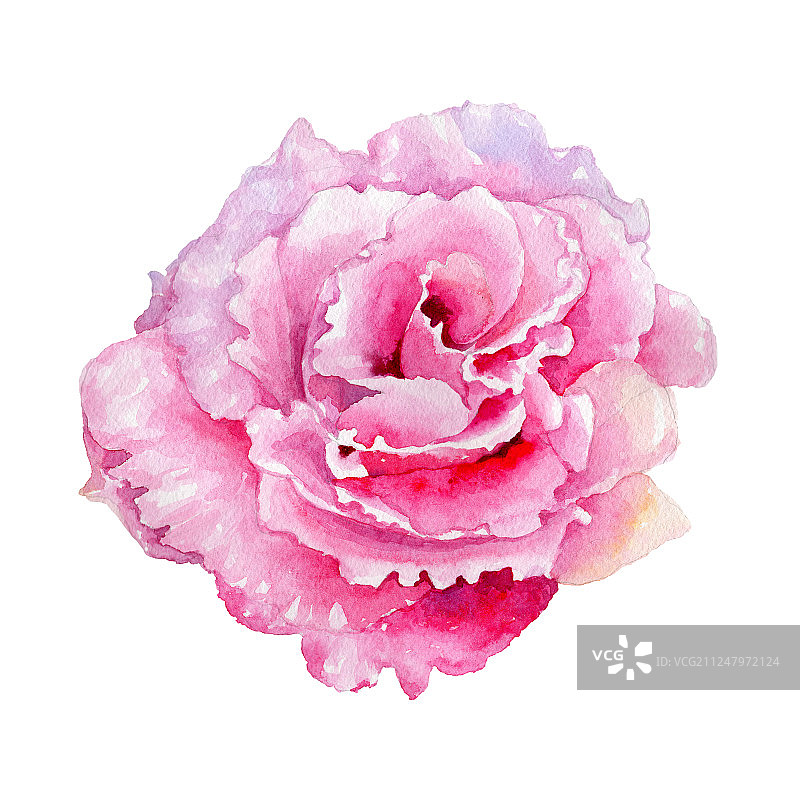 水彩风格的野蔷薇图片素材