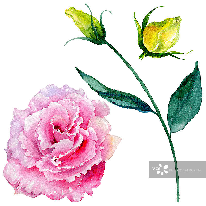 水彩风格的野蔷薇图片素材