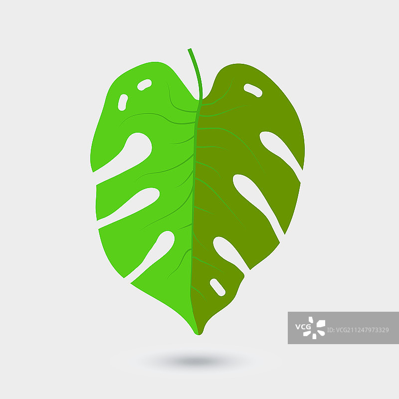 白色背景上的棕榈树叶图片素材