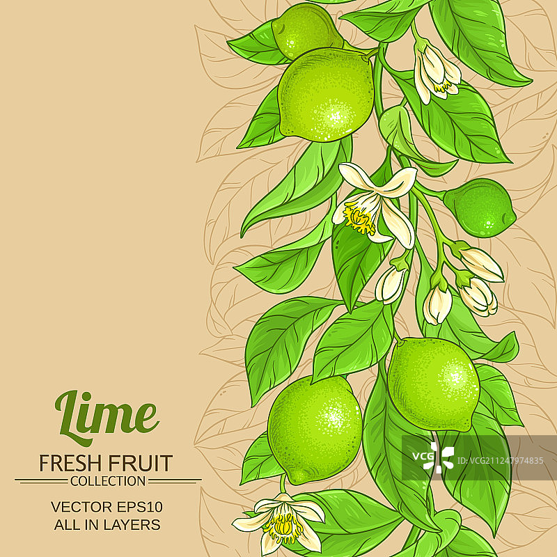 彩色背景上的酸橙树枝图案图片素材