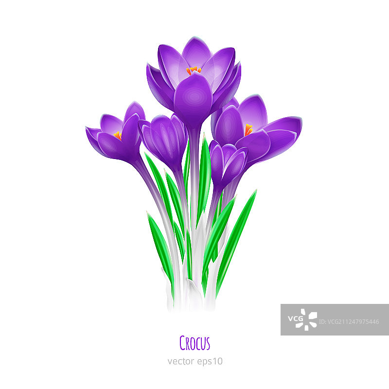 白色背景上的装饰性番红花图片素材