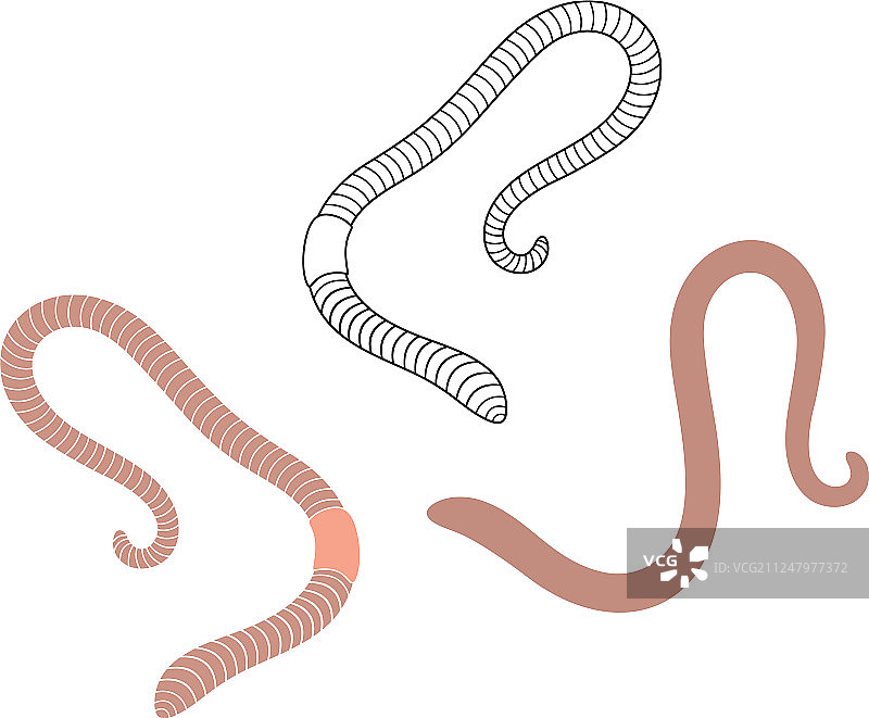 蚯蚓图片素材