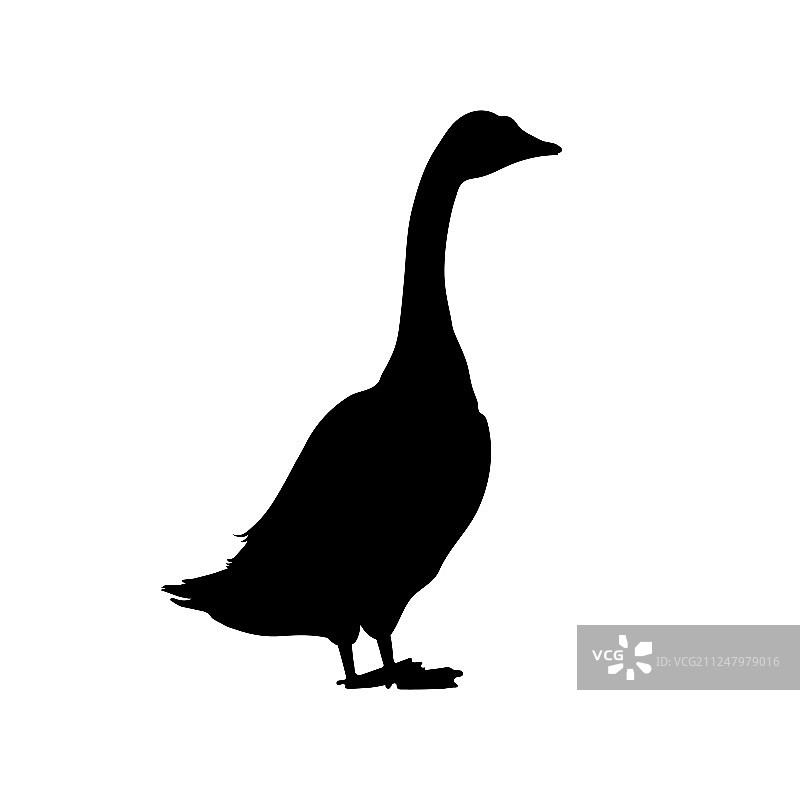 孤立的鹅黑色剪影图像图片素材
