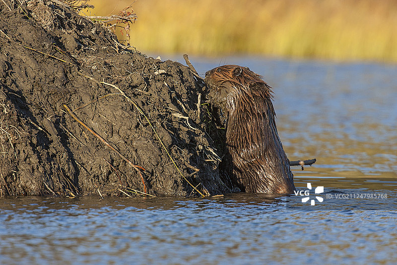 北美海狸图片素材