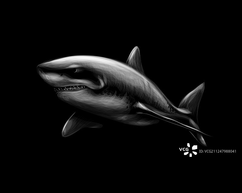 黑色背景上的Great White Shark图片素材