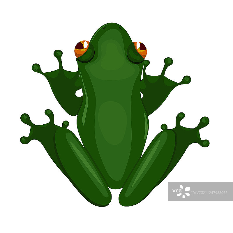 白色背景上的绿色坐姿青蛙图片素材