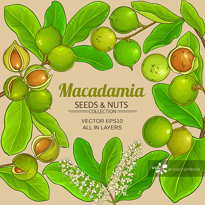 澳洲坚果树枝框架图片素材