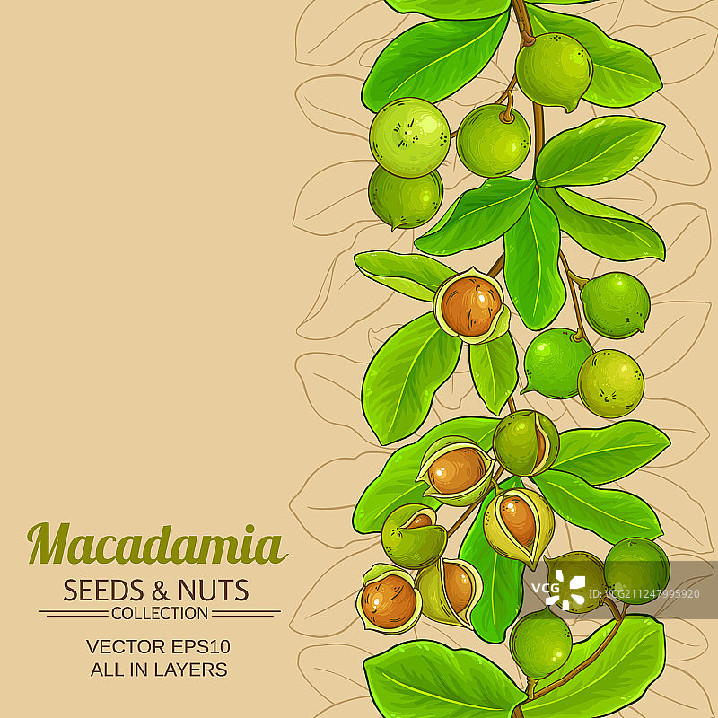 澳洲坚果树枝图案图片素材