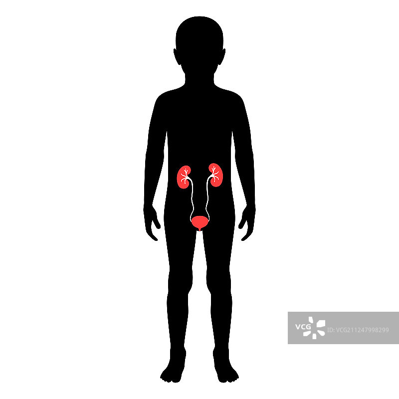 孤立的肾脏图片素材