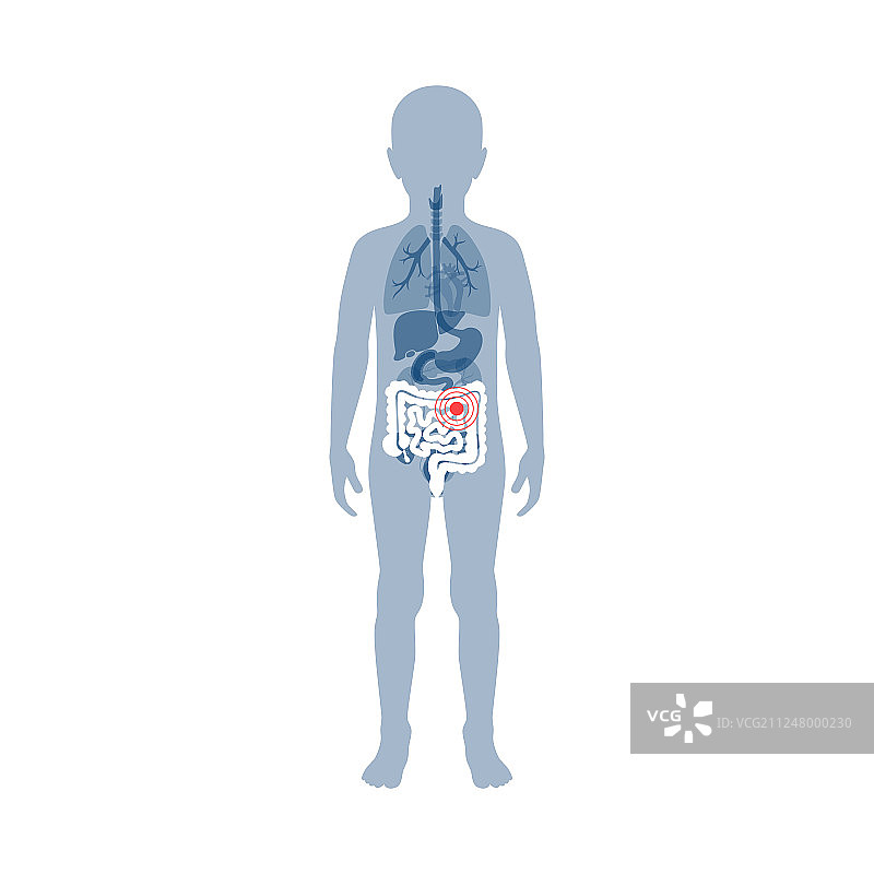 大肠和小肠图片素材