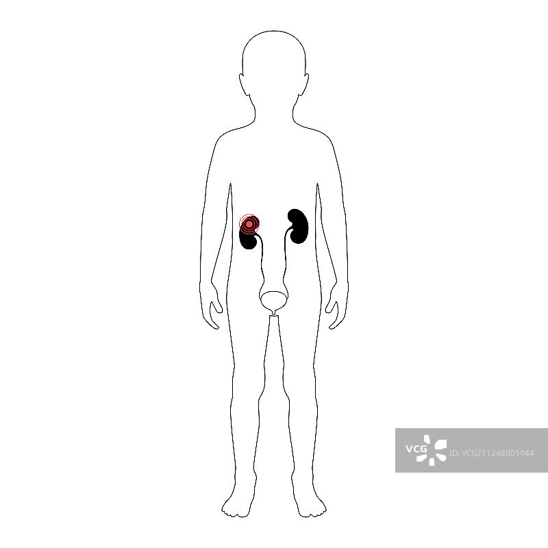 孤立的肾脏图片素材
