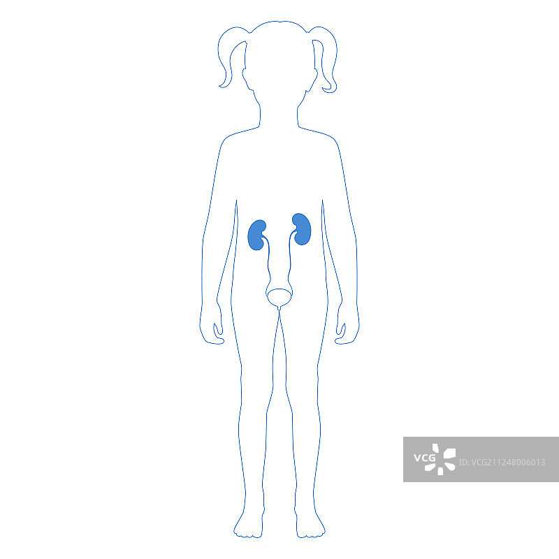 孤立的肾脏图片素材
