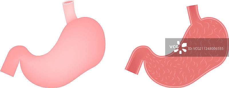 扁平风格胃部图标：人体器官解剖医学图片素材