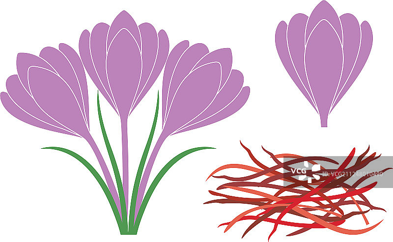 藏红花图片素材