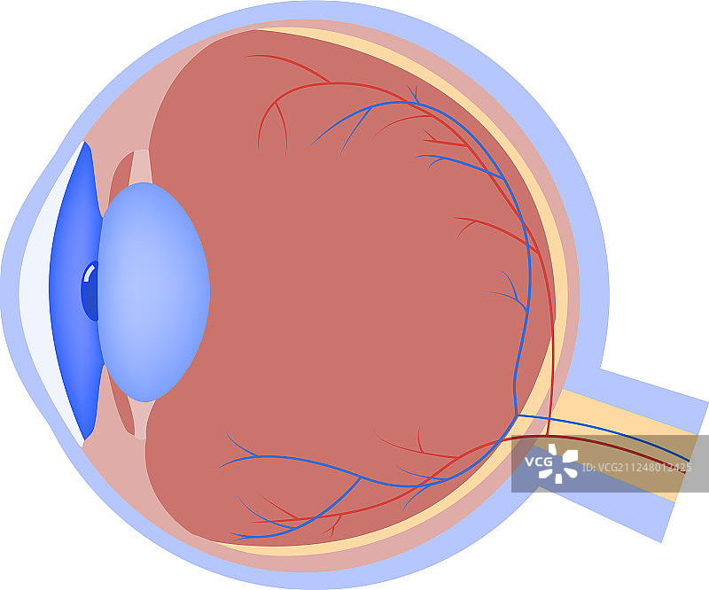 扁平风格眼球图标：人体器官解剖医学图片素材