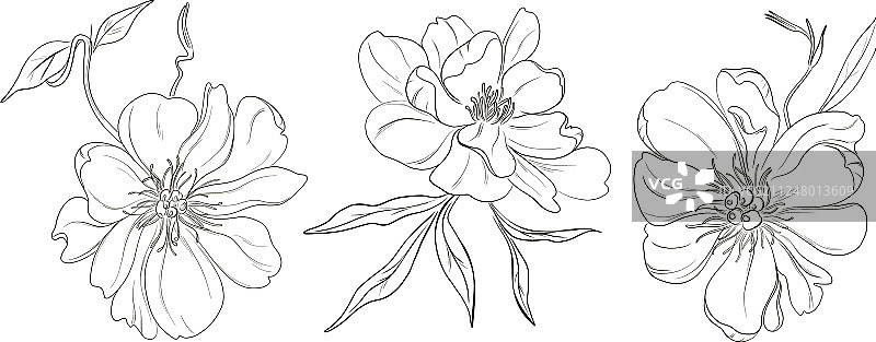 手绘黑白牡丹花绘画图片素材