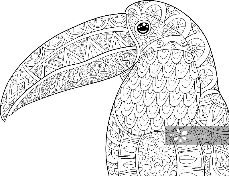 可爱的巨嘴鸟头部涂色书页图片素材