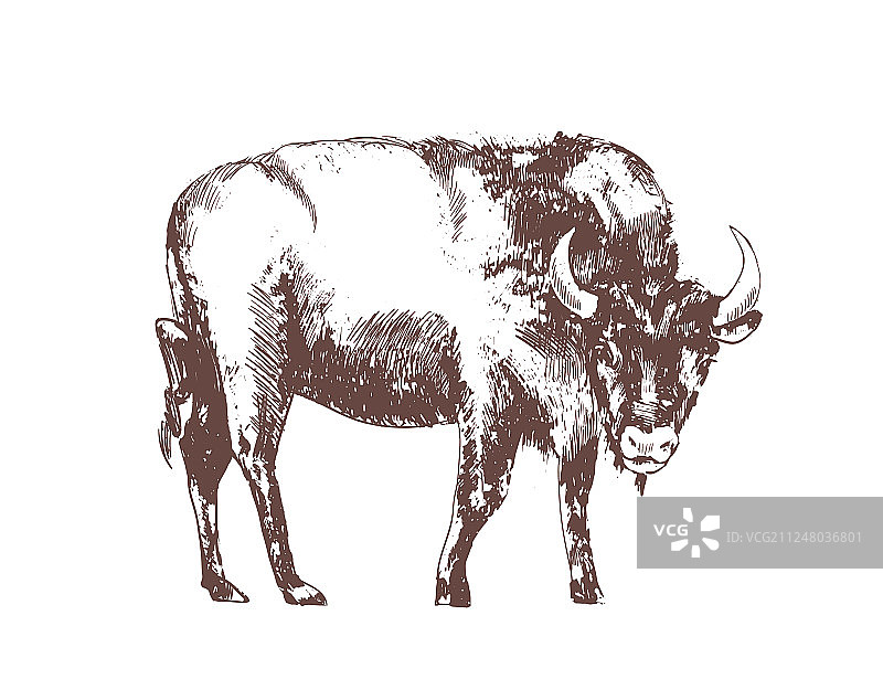 手绘欧洲野牛轮廓线图片素材