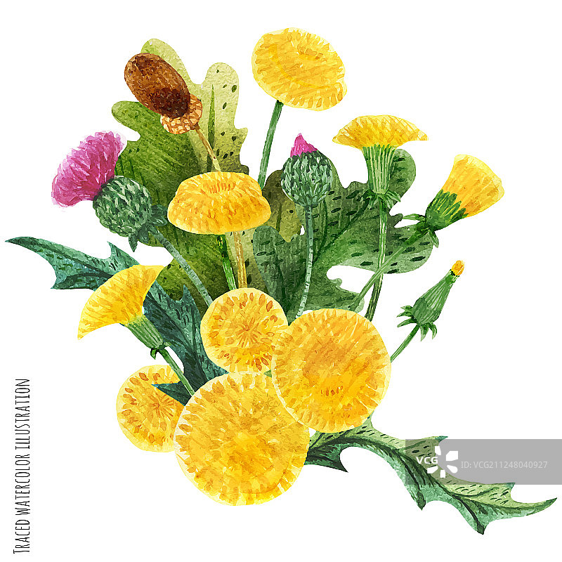 苏格兰野生植物胸花图片素材